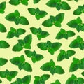 Mint leaves seamless pattern made of photography. Bright greens on pastel background