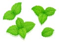 Mint leaves. Set natural aroma product.