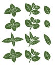 Mint leaves set. Vector