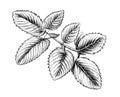 Mint leaves sketch hand drawn engraving style Royalty Free Stock Photo