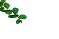Mint leaves in the snow on a white background. Royalty Free Stock Photo