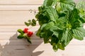 Fresh Mint leaves and summer berries on white wooden background, top view, place for text.Bright mint leaves and tasty Royalty Free Stock Photo