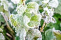 Mint leaves are tipped with frozen dew on a cold winter morning. Royalty Free Stock Photo