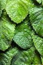 Mint leaves with water drops Royalty Free Stock Photo