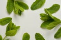 Mint leaves on a white background. Summer cocktail ingredients