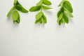 Mint leaves on a white background. Summer cocktail ingredients