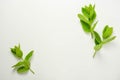 Mint leaves on a white background. Summer cocktail ingredients