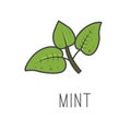 Mint line vector illustration, cooking isolated icon.