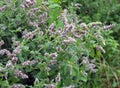 Mint long-leaved (Mentha longifolia) grows in nature