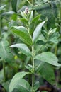 Mint long-leaved (Mentha longifolia) grows in nature