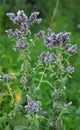 Mint long-leaved Mentha longifolia grows in nature