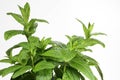 Mint (Mentha) leafs