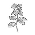 Mint Mentha plant sketch vector illustration