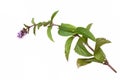 Mint mentha pulegium herbs Royalty Free Stock Photo