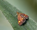 Mint Moth