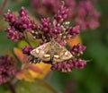 Mint Moth Pyrausta aurata