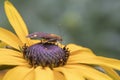 Mint Moth (Pyrausta aurata) on Rudbeckia Royalty Free Stock Photo