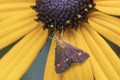 Mint Moth (Pyrausta aurata) on Rudbeckia Royalty Free Stock Photo
