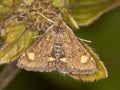 Macro of a mint moth Pyrausta aurata - top view