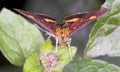 Macro of a mint moth Pyrausta aurata