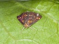 Macro of a mint moth Pyrausta aurata