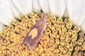 Macro of a mint moth Pyrausta aurata