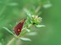 Mint moth (pyrausta aurata) on thyme plant Royalty Free Stock Photo