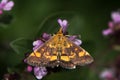 Mint moth & x28;Pyrausta aurata& x29; on marjoram