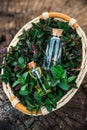 Mint oil and fragrant essence in small bottles with peppermint l Royalty Free Stock Photo