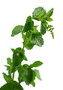 Mint Plant Royalty Free Stock Photo