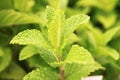 Mint plant Royalty Free Stock Photo