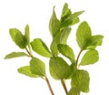 Mint plant Royalty Free Stock Photo