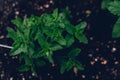 A mint plant from above Royalty Free Stock Photo