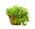 Mint plant in clay pot isolated on white Royalty Free Stock Photo