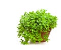 Mint plant in clay pot isolated on white Royalty Free Stock Photo