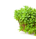 Mint plant in clay pot isolated on white Royalty Free Stock Photo