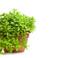 Mint plant in clay pot isolated on white Royalty Free Stock Photo