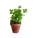 Mint plant in clay pot Royalty Free Stock Photo