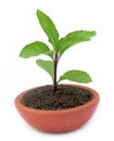 Mint plant on a clay pot Royalty Free Stock Photo