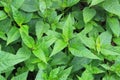 Mint Plant Royalty Free Stock Photo