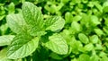 Mint plant in the field podina pudina plant Royalty Free Stock Photo