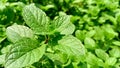 Mint plant in the field podina pudina plant Royalty Free Stock Photo