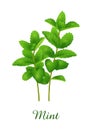 Mint plant, food green grasses herbs and plants collection