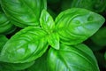 Green Basil Plant Royalty Free Stock Photo