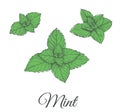 Mint plant green vector illustration set.