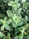 Mint plant grow at vegetable garden - Image