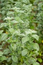 Mint plant growing in the garden