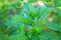 Mint plant growing in the garden. Royalty Free Stock Photo