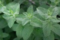 mint plant growing in the garden . peppermint. Royalty Free Stock Photo