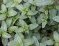 Mint plant growing in a herb garden Royalty Free Stock Photo